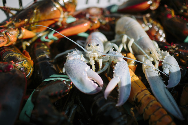 OWL'S HEAD, ME - SEPTEMBER 5: Two albino lobsters in Owl's Head, ME on Friday, September 5, 2014. Lobstermen Bret Philbrick and Joe Bates caught two albino lobsters within the same week off Owl's Head, ME; catching only one albino lobster is a one in 100 million chance.(Photo by Whitney Hayward/Portland Press Herald via Getty Images)