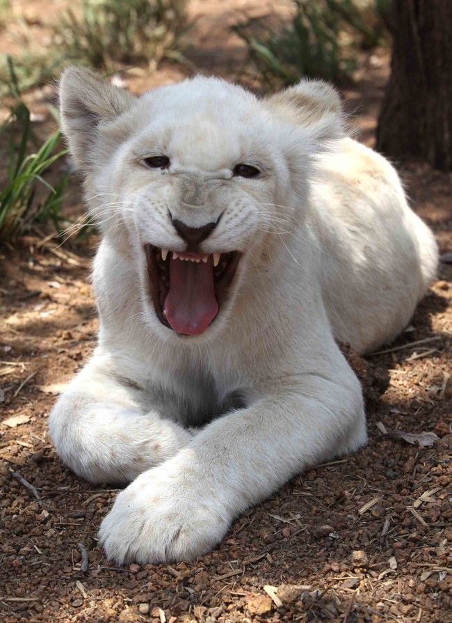 BRITS, SOUTH AFRICA - NOVEMBER 05: *** EXCLUSIVE *** 3 month old Bianca, the white lion cub, at the Ukutula Lion Park & Lodge on November 05, 2010 in Brits, South Africa. They are some of the most endangered species in the world but one unique conservation project is taking giant strides in saving the mysterious white lion. The Ukutula Lion Park houses 15 white lions which are being used for invaluable research into the survival of the phenomenal breed. The 260 hectare park is extraordinary because it hosts a pride of brown lions capable of producing white lion cubs. Project leader Willie Jacobs has forged links with the University of Pretoria where genetic samples are provided to a team of scientists working to isolate the gene responsible for the white fur and aid their conservation in the wild. Pictured here with Willie, three month old Bianca is the latest addition to the growing white lion pride at the park. (Photo by Matthew Tabaccos / Barcroft Media / Getty Images)